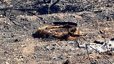 Sant’Elia Fiumerapido il 3 ottobre scorso il rogo tossico. Nessuna messa in sicurezza