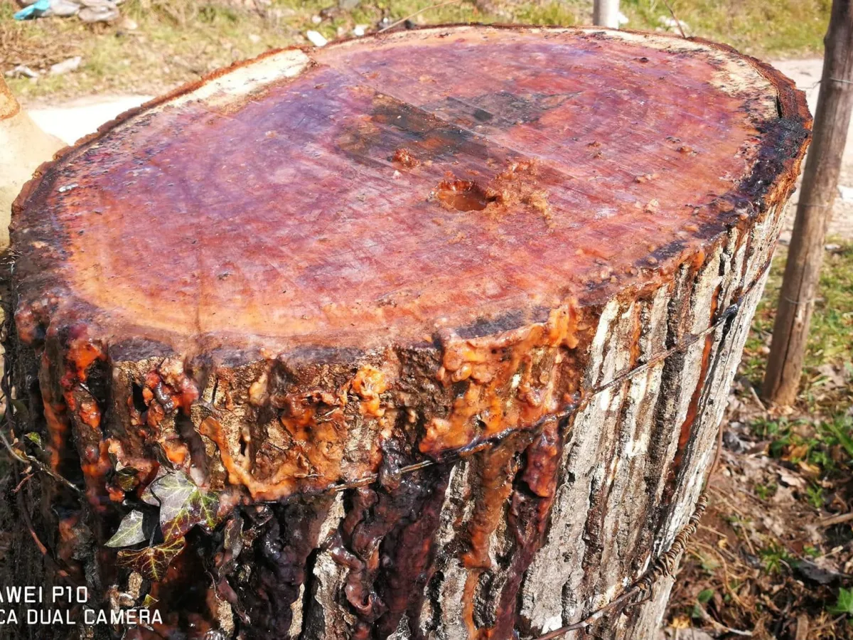 GLI ALBERI COME SENTINELLE DELL’AMBIENTE