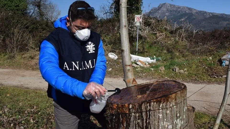 GLI ALBERI COME SENTINELLE DELL’AMBIENTE