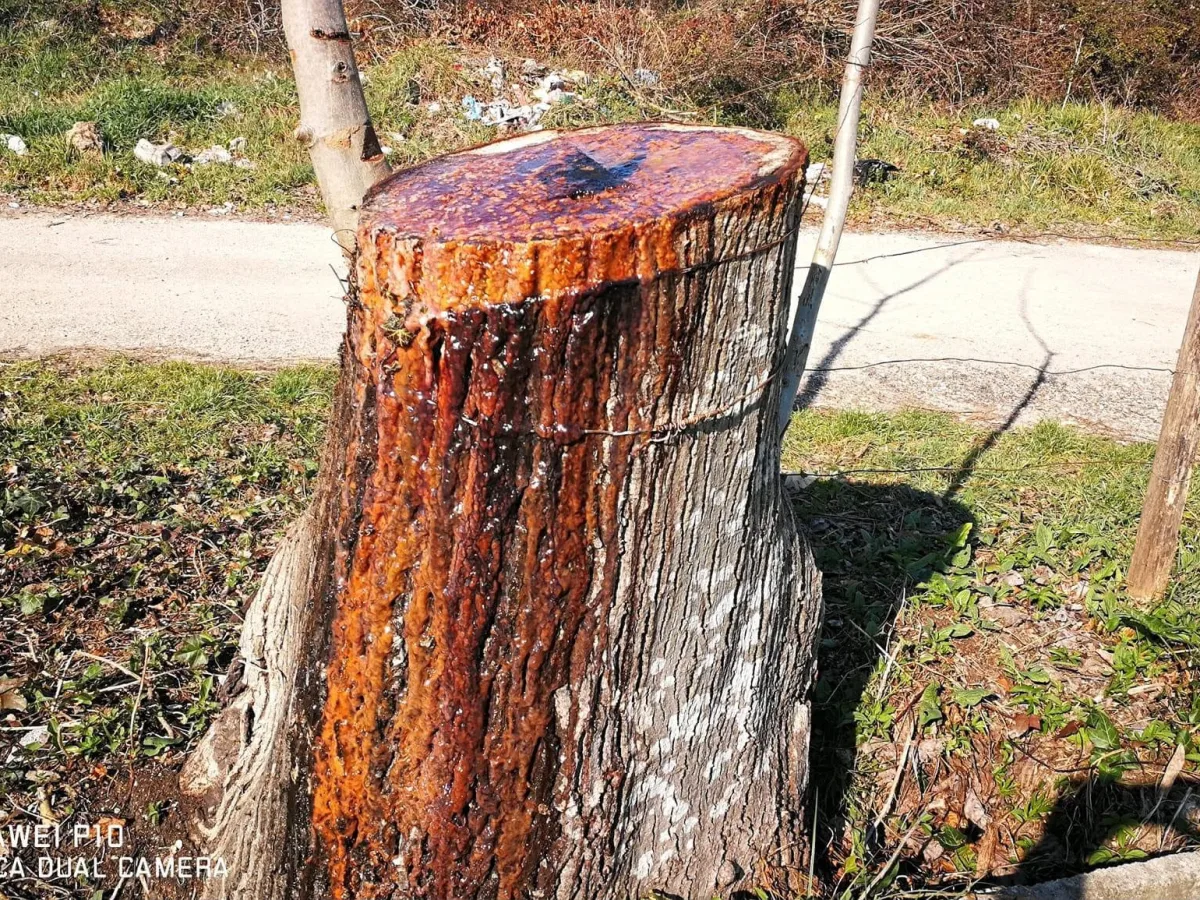 GLI ALBERI COME SENTINELLE DELL’AMBIENTE