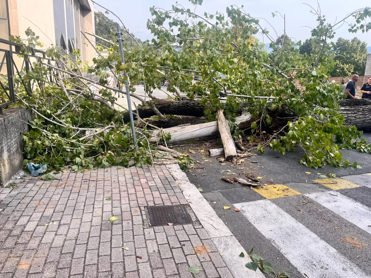 Alberi pericolosi a Cassino
