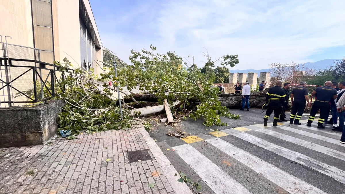 Alberi pericolosi a Cassino