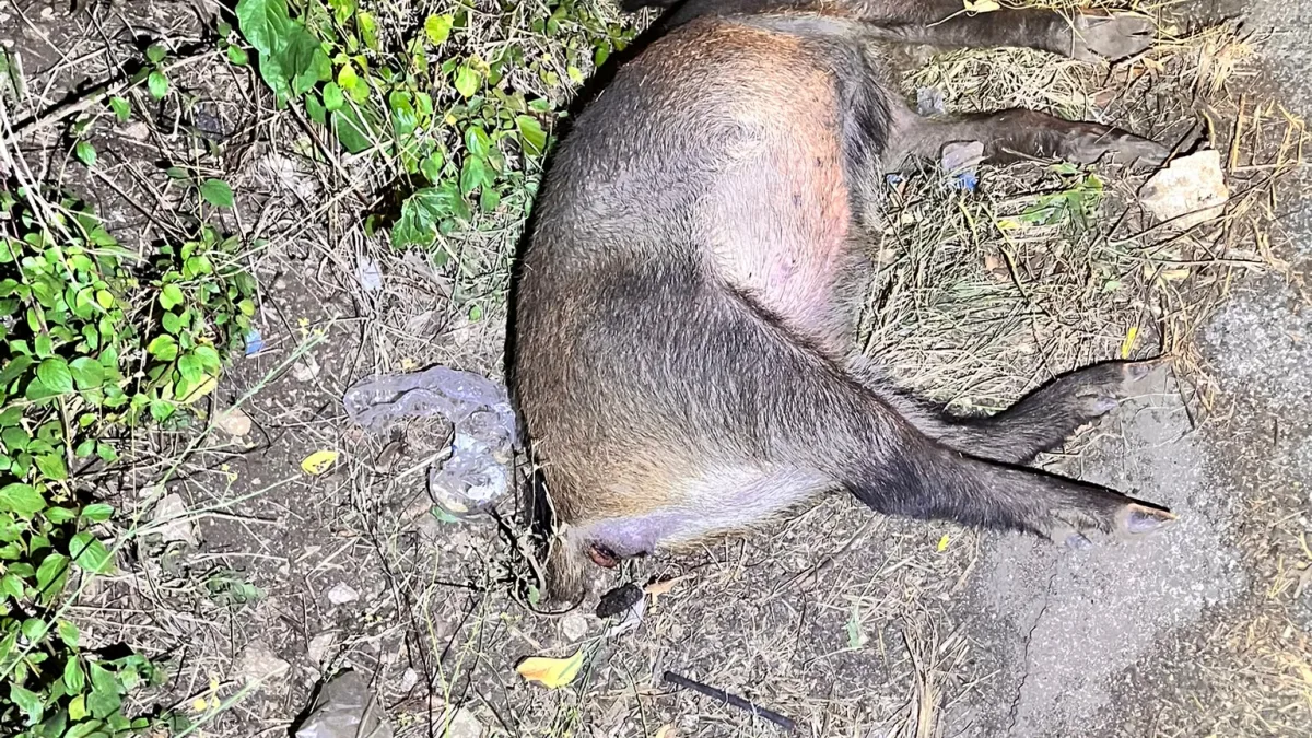 Cinghiale investito in via Caira: ANSMI attiva la procedura di recupero