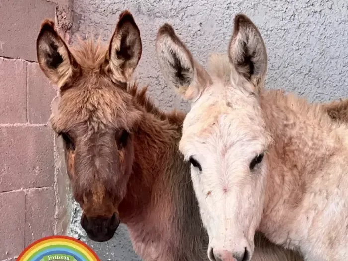 Fattoria Didattica L'Arcobaleno