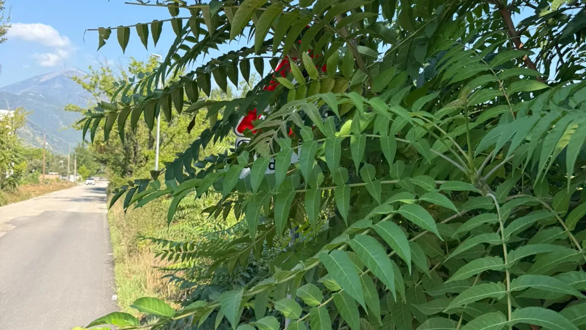 Verde urbano, segnaletica e marciapiedi da liberare