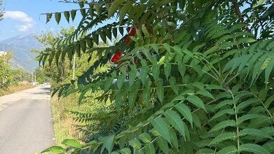 Verde urbano, segnaletica e marciapiedi da liberare