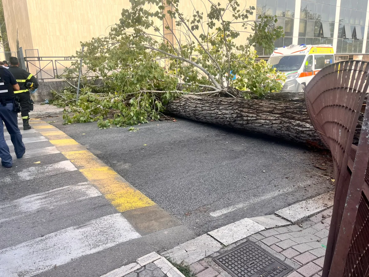Alberi pericolosi a Cassino