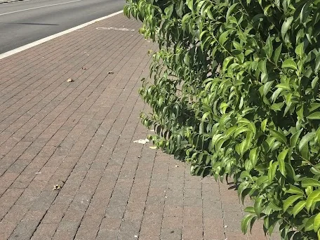 Verde urbano, segnaletica e marciapiedi da liberare