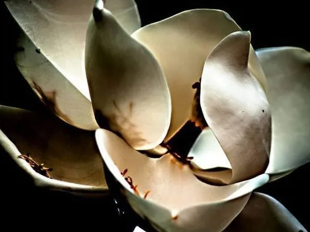 La Magnolia