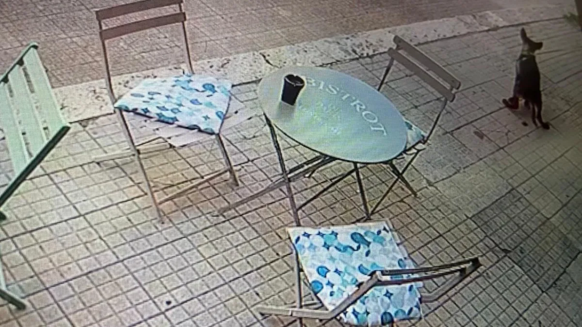 Sora – Cane fa i bisogni tra i tavolini di un locale e il padrone se ne va. La denuncia della titolare: “Vergogna!”