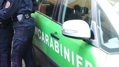 Patrica  – Ruba 40 querce, denunciato un uomo dai carabinieri forestali
