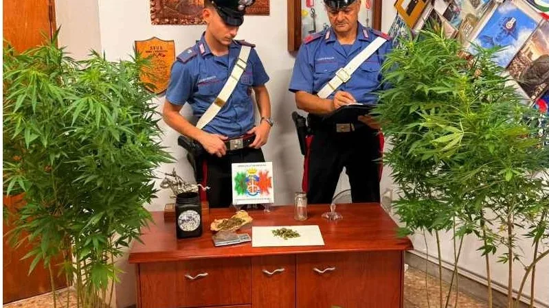 Sgurgola, serra clandestina in casa: arrestato un 34enne dai Carabinieri