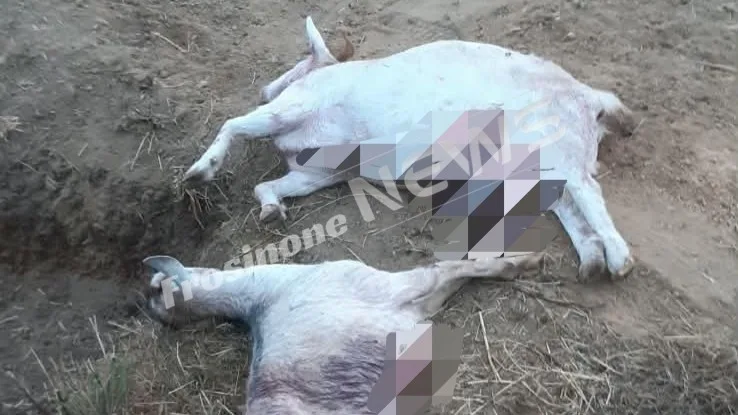 Due caprette e un cane sbranati da un lupo a Ferentino: cresce la paura