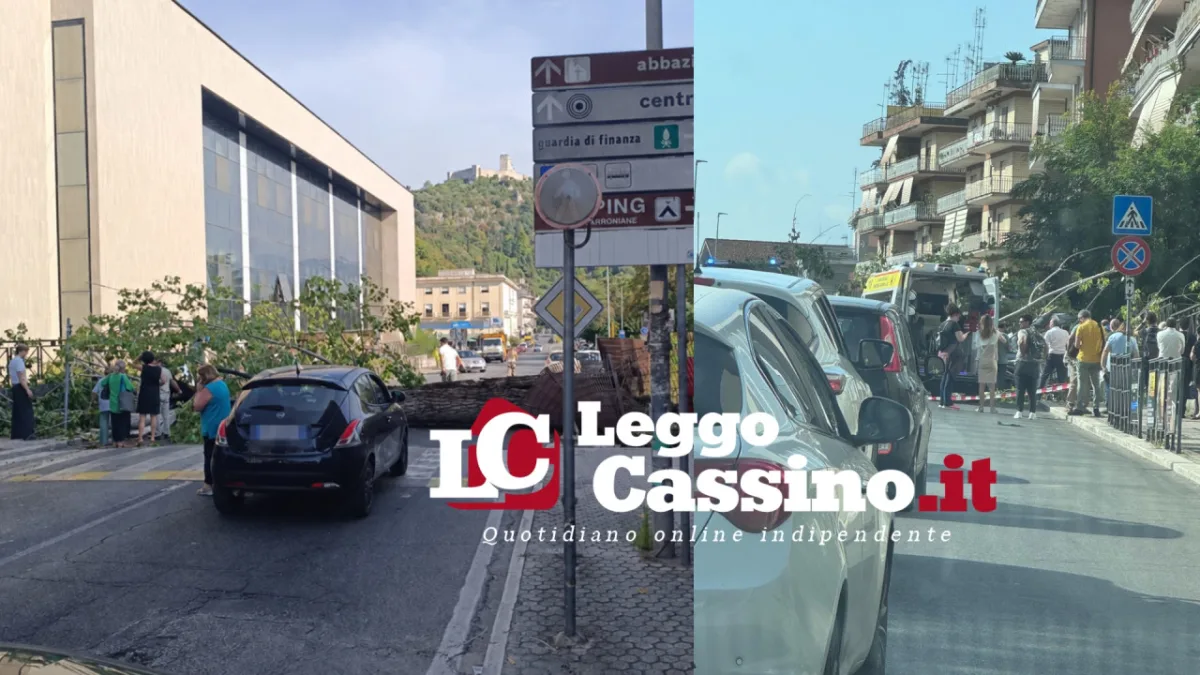 Cassino, albero crolla nei pressi di Ingegneria: feriti due universitari