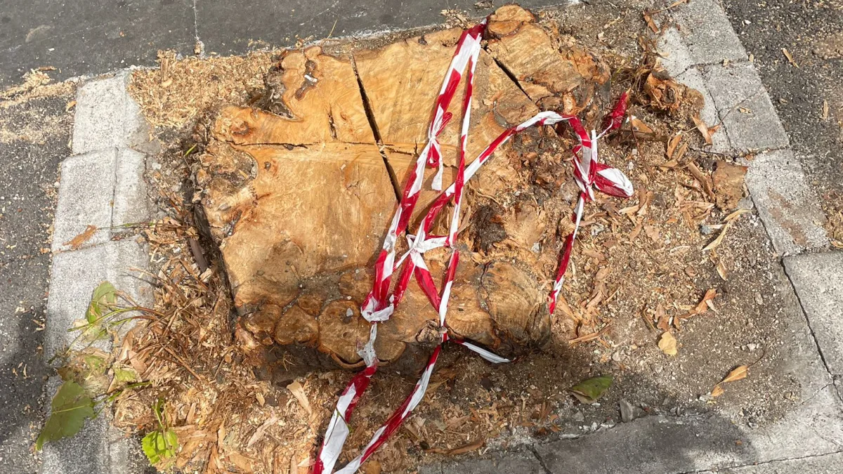 Continua il taglio degli alberi indiscriminato. I cittadini segnalano ma l’indifferenza regna
