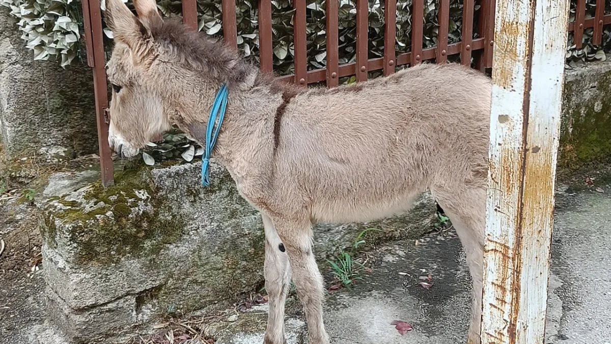 Un asinello a passeggio nel centro di Cassino: la dolcissima missione di Giorgino per un’anziana malata
