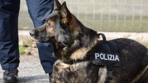 Scuole sicure, la Polizia di Stato in campo con l’unità cinofila: lotta a spaccio di droga e criminalità giovanile