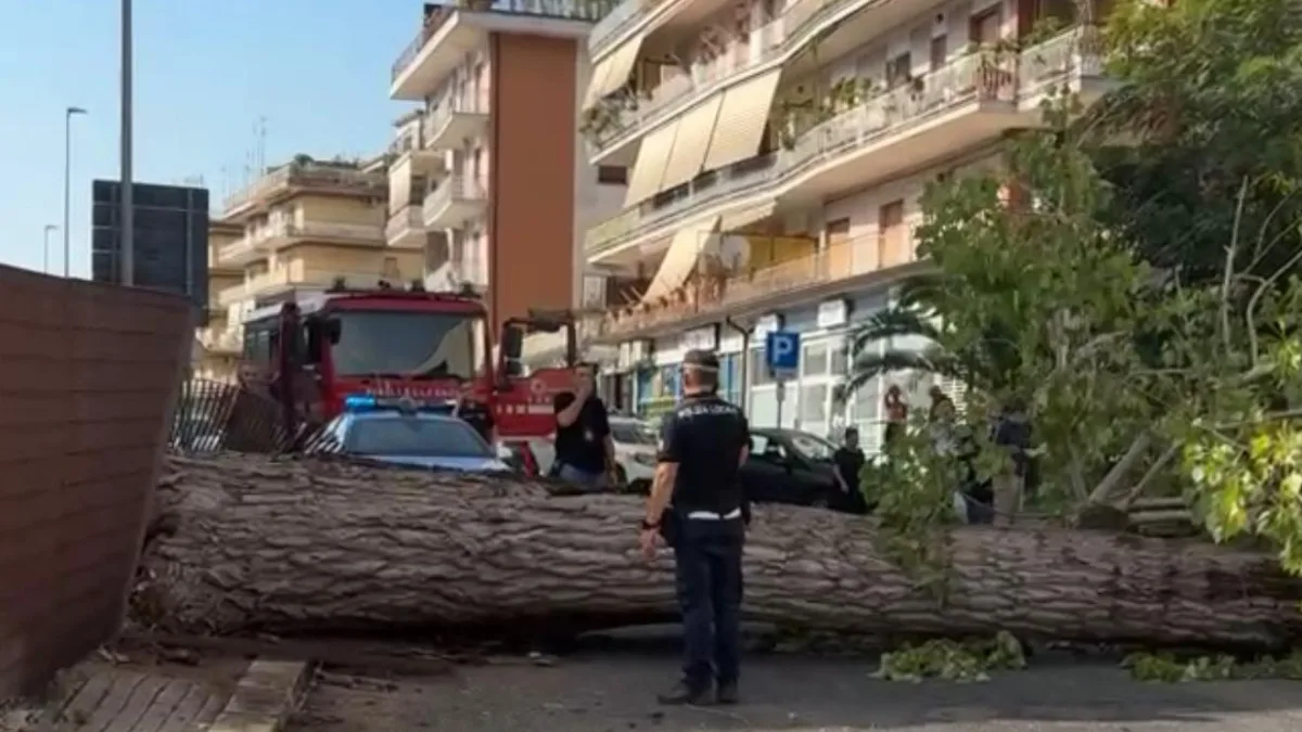 Crolla un enorme albero in via Di Biasio, davanti all’Università