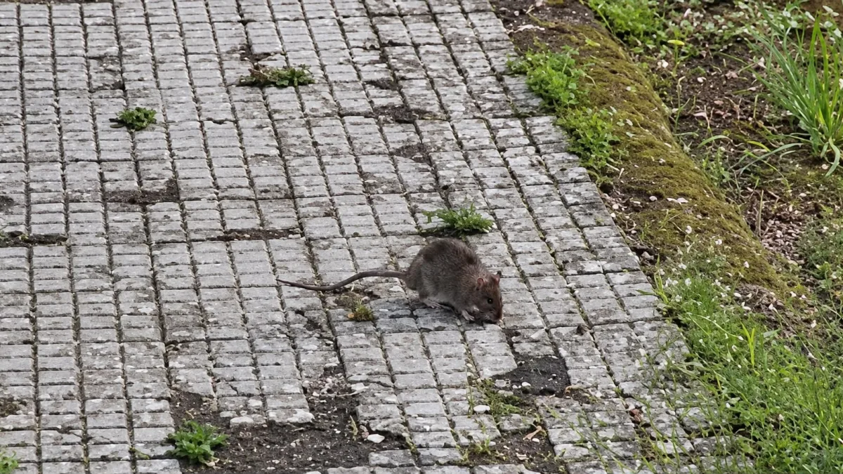 Frosinone – Topo a spasso nel quartiere: la segnalazione dei residenti – VIDEO