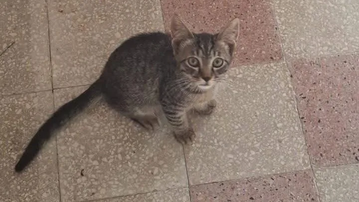 Sparano a un gatto nel cortile di casa, il micetto muore durante l’intervento: follia nel centro storico