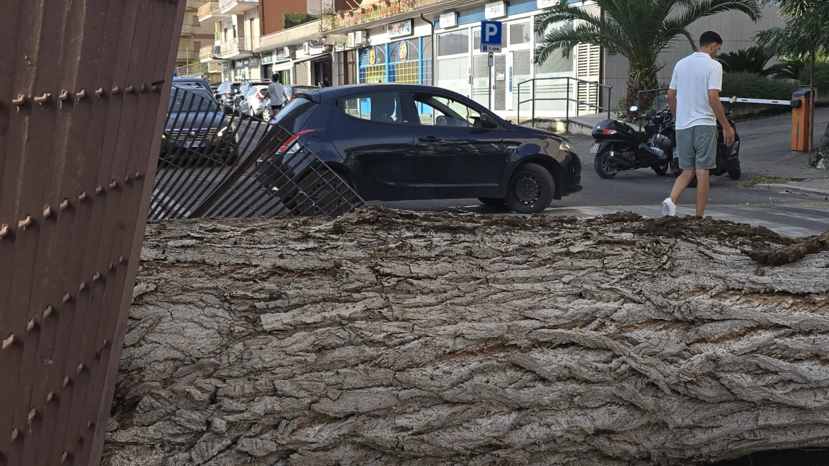Cassino – Albero crolla in strada su due passanti, soccorsi sul posto