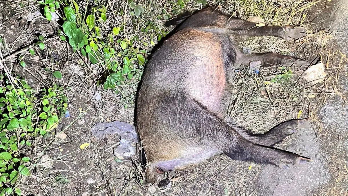 Cassino (FR) – Cinghiale investito su via Caira, l’Ansmi spiega come attivare il recupero dell’animale