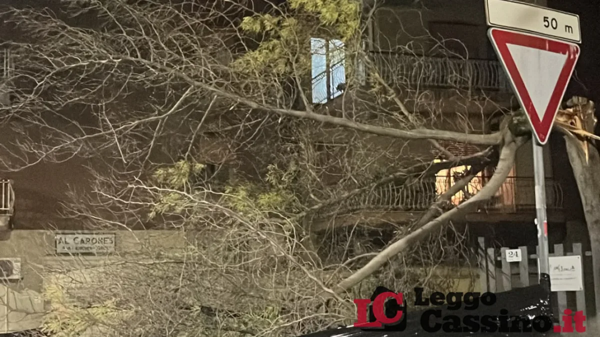 Cassino, quattro alberi cadono dopo il temporale: ora la manutenzione non può più aspettare