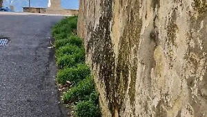 Centro storico tra erbacce e degrado: i residenti chiedono un intervento