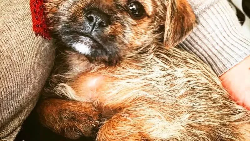 Teddy, il cagnolino sparito in zona Eurospin, è stato ritrovato senza vita