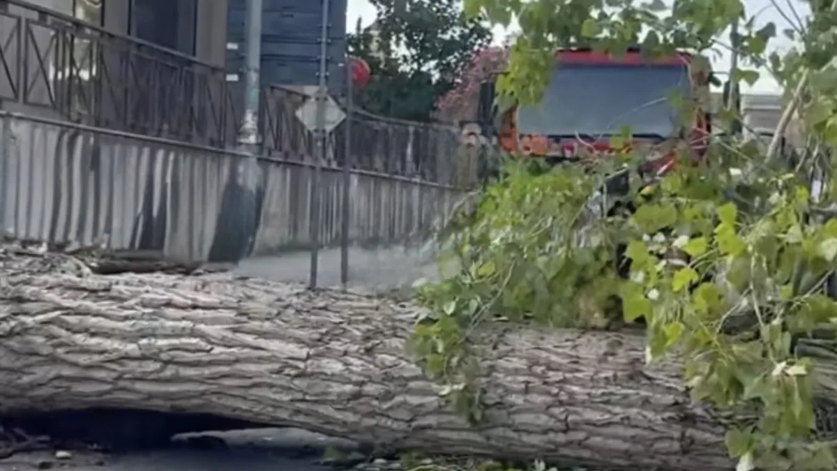 La caduta dell’albero, la profezia della sventura e l’arte del gesto scaramantico