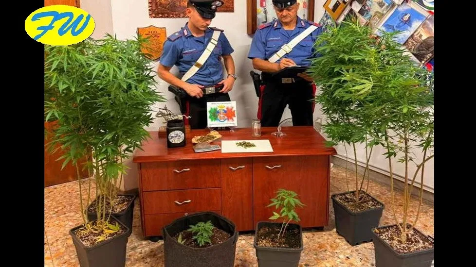 Scoperta Serra Clandestina