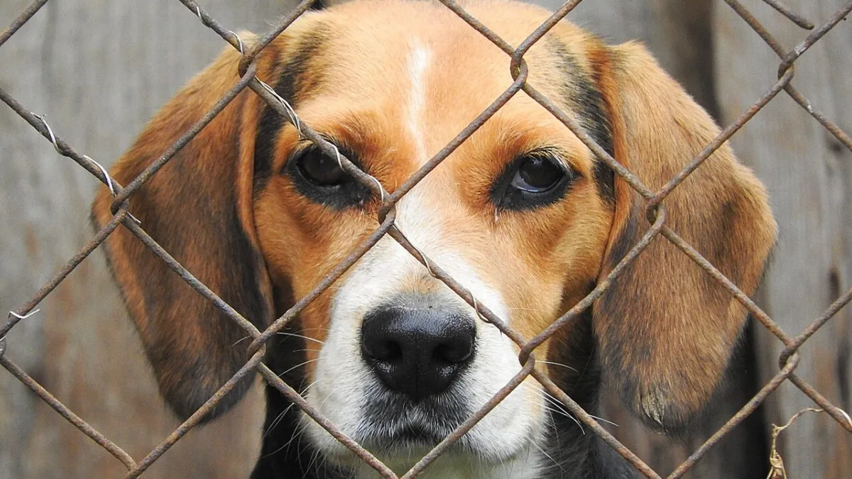 Adotta un cane dal canile, TARI azzerata per tre anni: tutti i dettagli dell’iniziativa