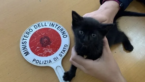 Sora – Un miagolio nell’auto della Polizia: la piccola Zara salvata e adottata da un agente