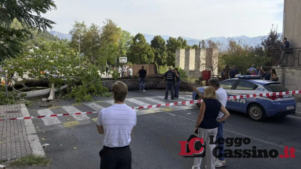 Albero caduto sugli studenti, Unicas: "Nessuna segnalazione sulla pericolosità del pioppo"