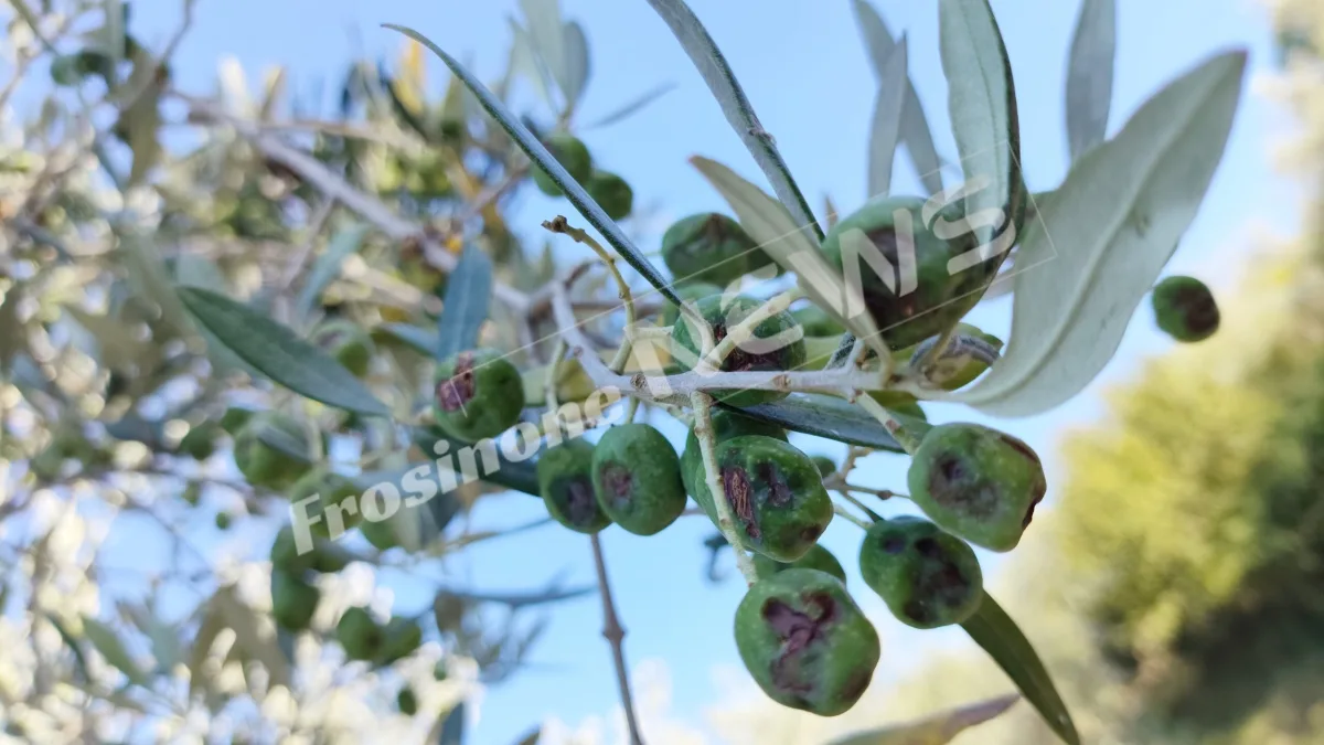 Anticipata la raccolta delle olive, frantoi già aperti: produzione a +50% rispetto allo scorso anno