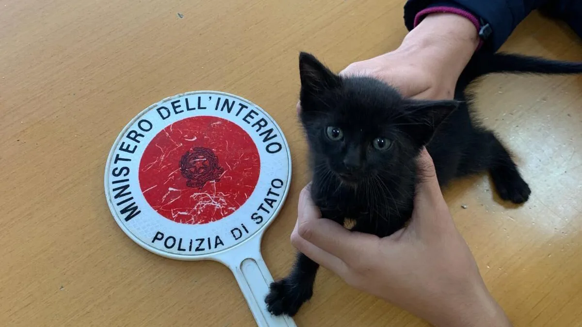 Sora (FR) – La gattina si nasconde nell’auto della polizia: salvata e adottata da uno degli agenti