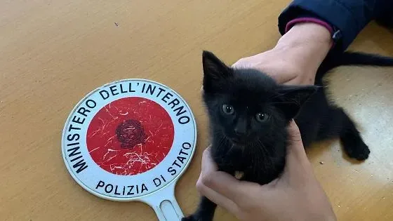 Gattina nascosta nell'auto della Polizia: un agente la adotta