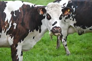 Animali malnutriti e senza identificazione: denunciato agricoltore