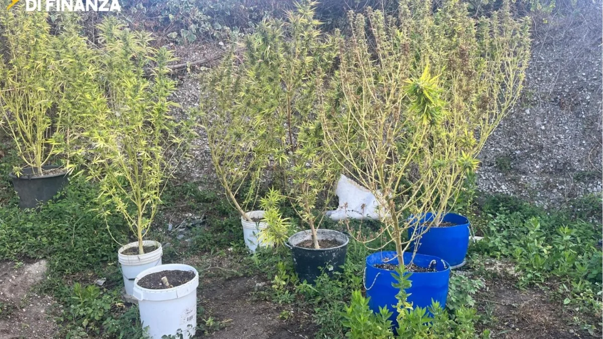 Latina – 19 chili di marijuana e 175 grammi di coca. Scatta un arresto