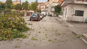 Tromba d'aria a Pontecorvo, alberi e pali sradicati