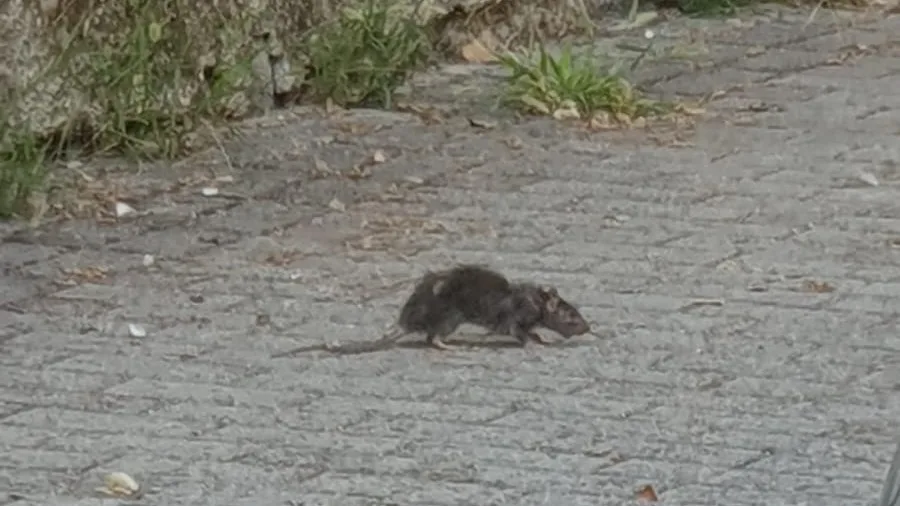 Topi ovunque in centro, entrano in negozi e portoni