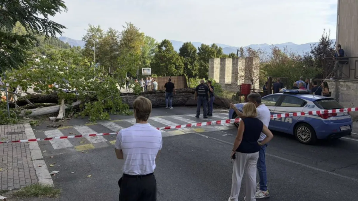 Albero crollato a Ingegneria, il Rettore: “I ragazzi stanno decisamente meglio”