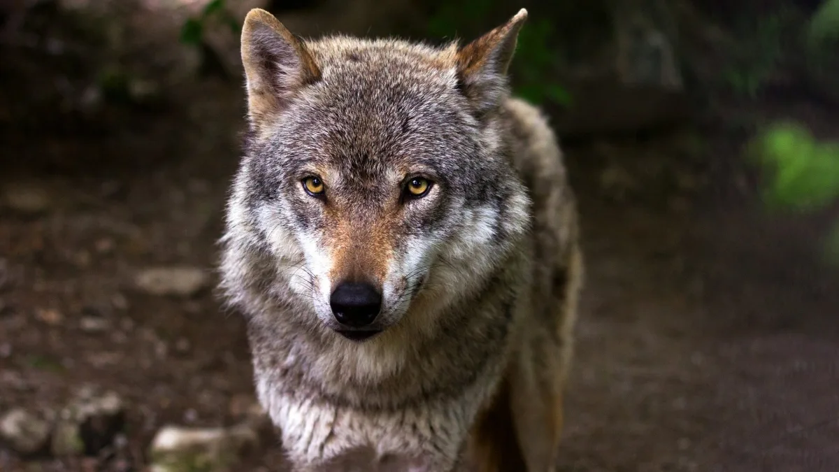 Lupi ad Arpino: tre aggressioni in pochi giorni e un’asinella sbranata, è allarme dopo l’escalation di episodi