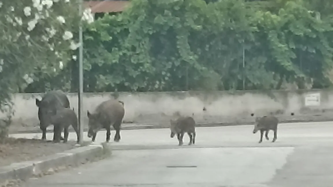 Cassino (FR) – Accerchiati dai cinghiali, l’appello da Le Residenze per ritrovare serenità