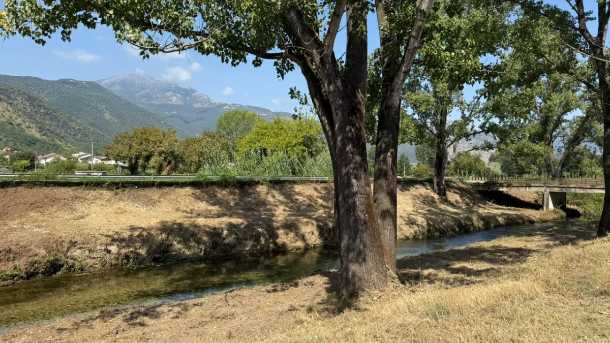 Lungofiume, controlli sugli alberi dopo il crollo a Ingegneria: "Tagli solo dove necessario e nuove piantumazioni"