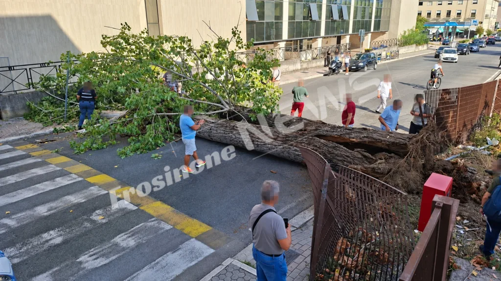 Cassino – Crolla un grosso albero: dramma in via Di Biasio, soccorsi sul posto