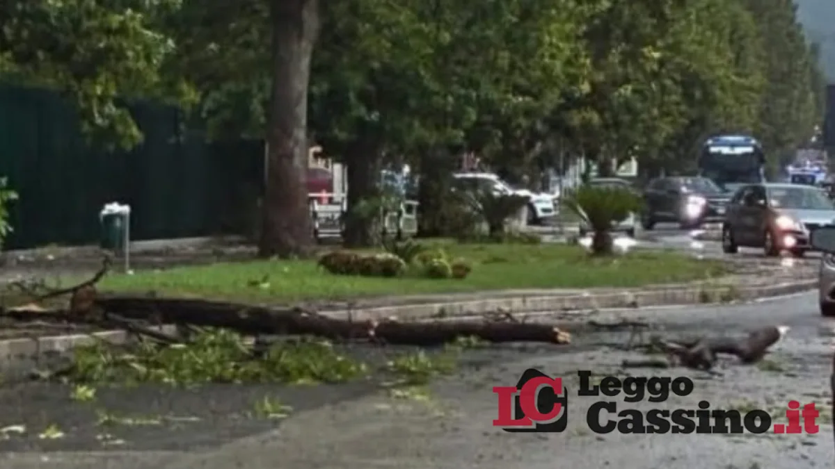 Forte maltempo a Cassino: alberi sull'asfalto e disagi