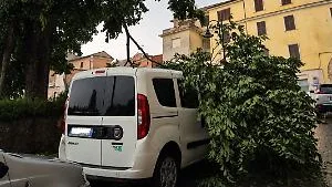 Maltempo, a Frosinone alberi caduti e disagi